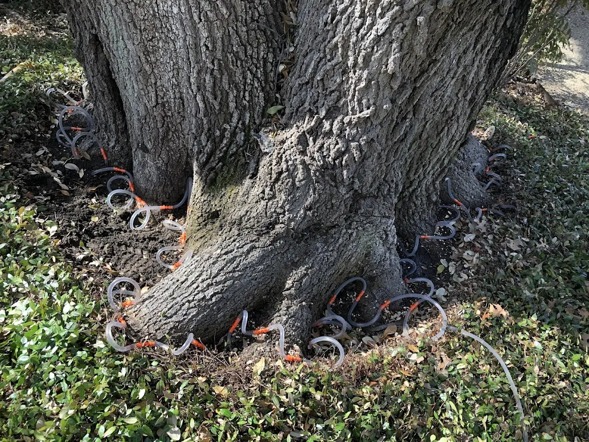 Detailed Tree Cabling and Bracing job site in Council Hill