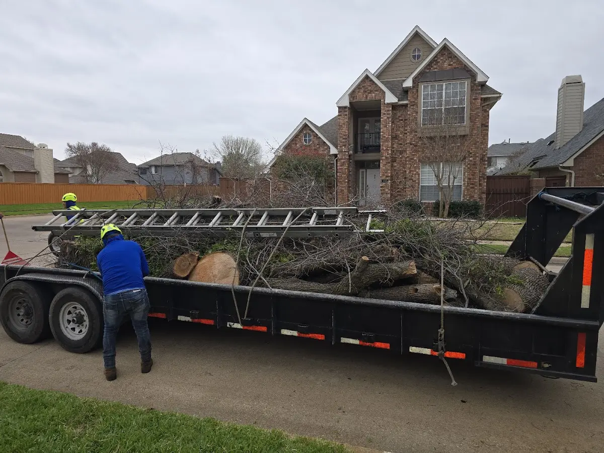 Expert Tree Removal with proper safety equipment in Council Hill
